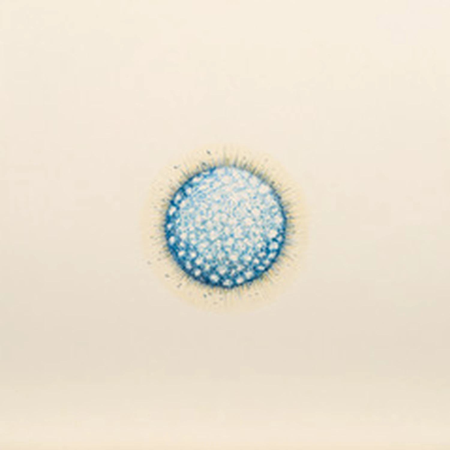 Diatomea blau 06, 2017, Buntstiftzeichnung, 20 x 20 cm